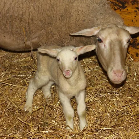 Schaf Und Pferdehof Klinser * Vorderstoder