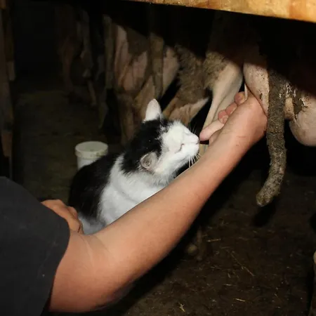 Bauernhof Schaf Und Pferdehof Klinser Vorderstoder